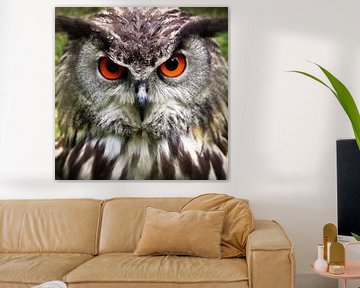 The owl close-up by Bert Hooijer