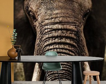 Elephant close-up by Bert Hooijer