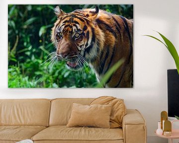 Close-up van een  Sumatraanse tijger in de jungle van Chihong
