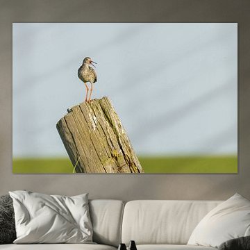 Tureluur op de uitkijk