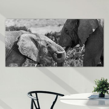 Éléphants dans le parc des éléphants d'Addo