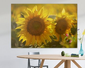 Zonnebloemen in de laatste avondzon van Cor de Hamer