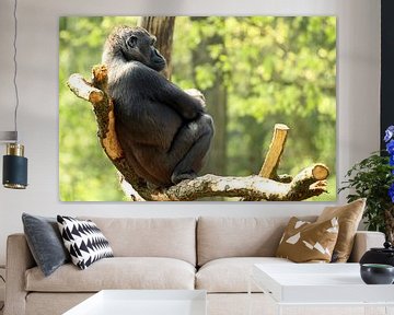 Gorilla op boomtak van san image