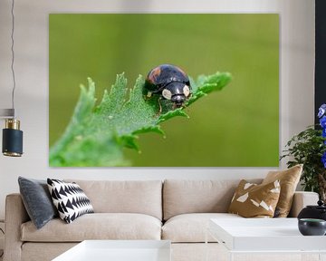 Ladybug sitting on a leaf by Mario Plechaty Photography