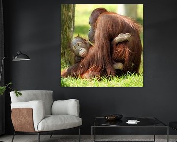 Orang-utan mam with baby