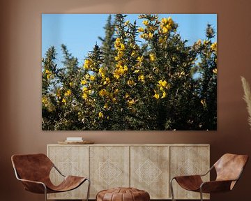 Common gorse on West-Terschelling in the dune area by Maurits Bredius