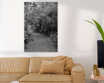 A forest path in black and white