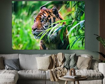 Close-up van een  Sumatraanse tijger in de jungle