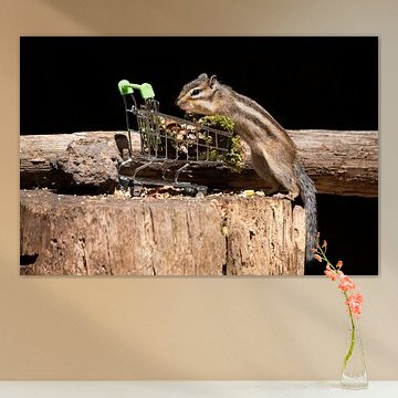 Zotteliges Erdhörnchen