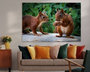 Squirrels come to eat walnut by Klaartje Majoor