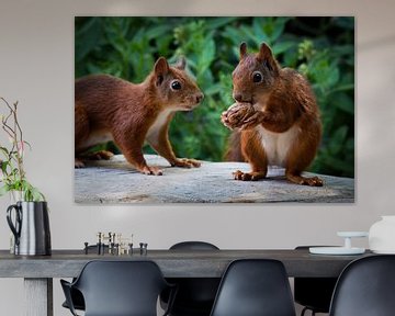 Les écureuils viennent manger des noix