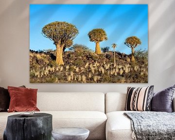 Quiver Tree Forest (Namibië). van Kees Kroon