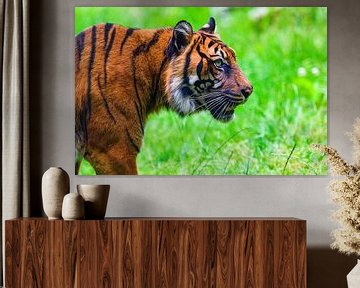 Close-up van een  Sumatraanse tijger in de natuur