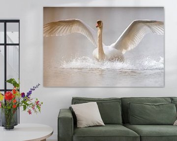 White swan landing by Mario Plechaty Photography