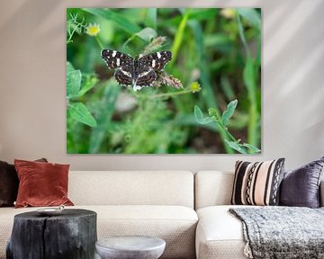 Araschnia levana Landkärtchen Schmetterling in einer Wiese von Animaflora PicsStock