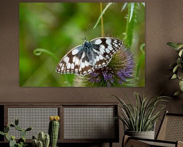 Melanargia galathea, Geruite eetbare vlinder van Animaflora PicsStock