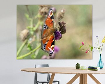 Peacock on a thistle by Animaflora PicsStock