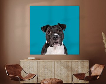 Portret van de hoofd van een americaanse stafford hond van Leoniek van der Vliet