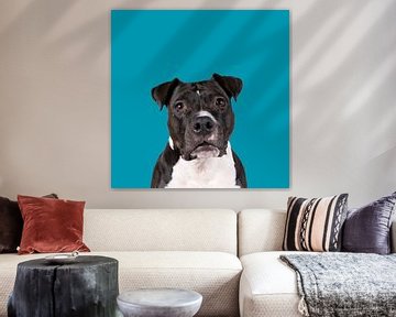 Portrait of the head of a brown American Staffordshire terrier ( by Leoniek van der Vliet