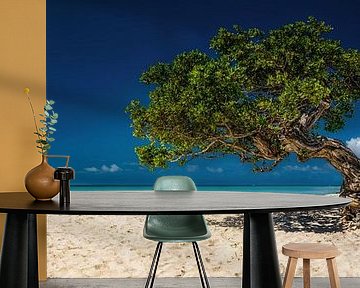 Schön gewachsener Baum am Strand auf der Insel Aruba in der Karibik. von Voss Fine Art Fotografie