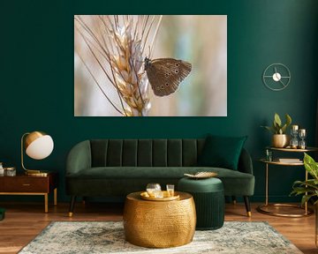 papillon brun sur un épi d'orge sur Mario Plechaty Photography