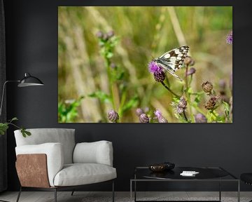 Melanargia galathea, Schachbrett Edelfalter auf einer Blume von Animaflora PicsStock