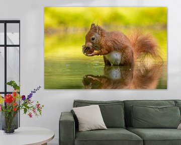 Pregnant squirrel in water by Tanja van Beuningen