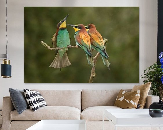 Aperçu de la chambre