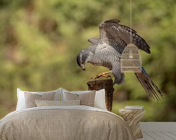 Goshawk on pole by Tanja van Beuningen
