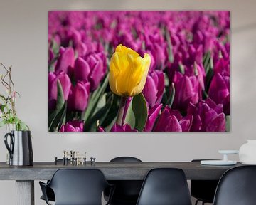 eine einzelne gelbe Tulpe in einem violetten Tulpenfeld von W J Kok