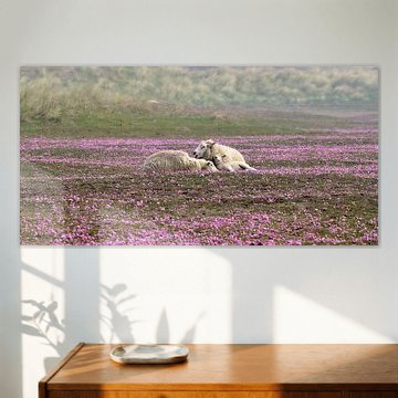 Sheep dreaming in grass carnation meadow