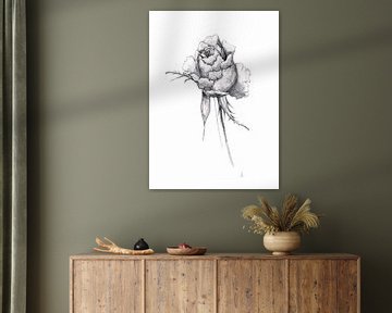 Rose in pencil by Atelier DT