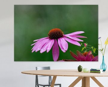 Lila Blume Echinacea purpurea oder Sonnenblume von Kristof Leffelaer