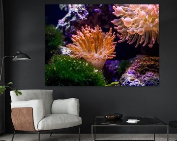 Corals in saltwater aquarium by ManfredFotos