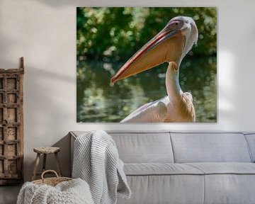 Portrait of eime pelican by ManfredFotos