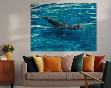 Maned seal in blue water by ManfredFotos