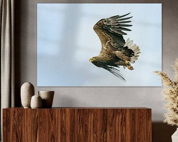 white-tailed eagle by Ton Valk