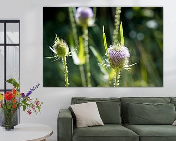 Thistle flowers