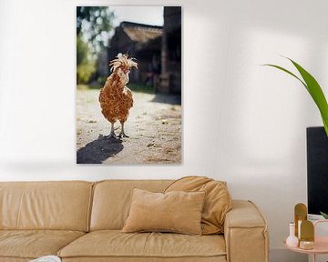 Brown chicken in the summer sunshine on the farm by Fenja Jon-Blaauw - Studio Foek