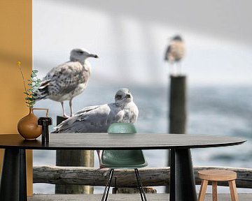 Möven am Bootsteg in Vitt