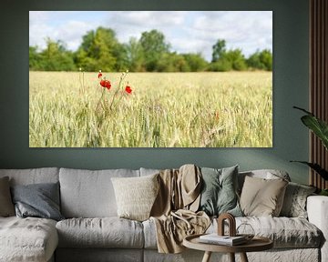 Poppy in bloom on a field by Heiko Kueverling