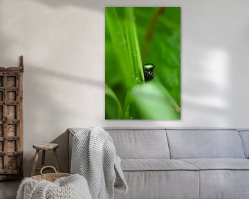 Groene kever op blad mer waterdruppels van Barry van Rijswijk