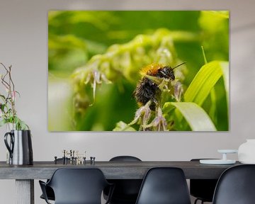 Bij na een regenbui op groen gras van Barry van Rijswijk