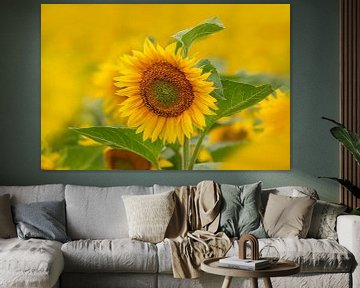Einzelne Sonnenblume schaut aus einem Feld voll Sonnenblumen von Mario Plechaty Photography