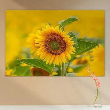 Un seul tournesol sort d'un champ de tournesols