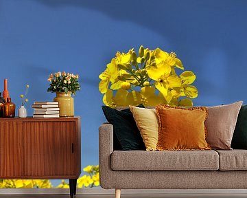 Rapsblüte, Nahaufnahme