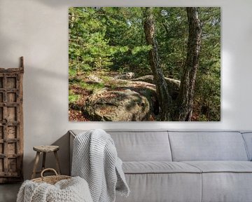 Kohlberg, Saxon Switzerland - Old birch tree in the forest by Pixelwerk