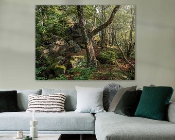 Kohlberg, Saksisch Zwitserland - Oude berkenboom in het bos van Pixelwerk
