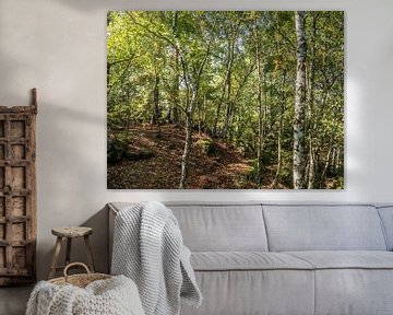 Kohlberg, Saxon Switzerland - Birch forest by Pixelwerk