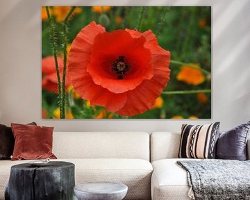 red corn poppy flower closeup by GH Foto & Artdesign